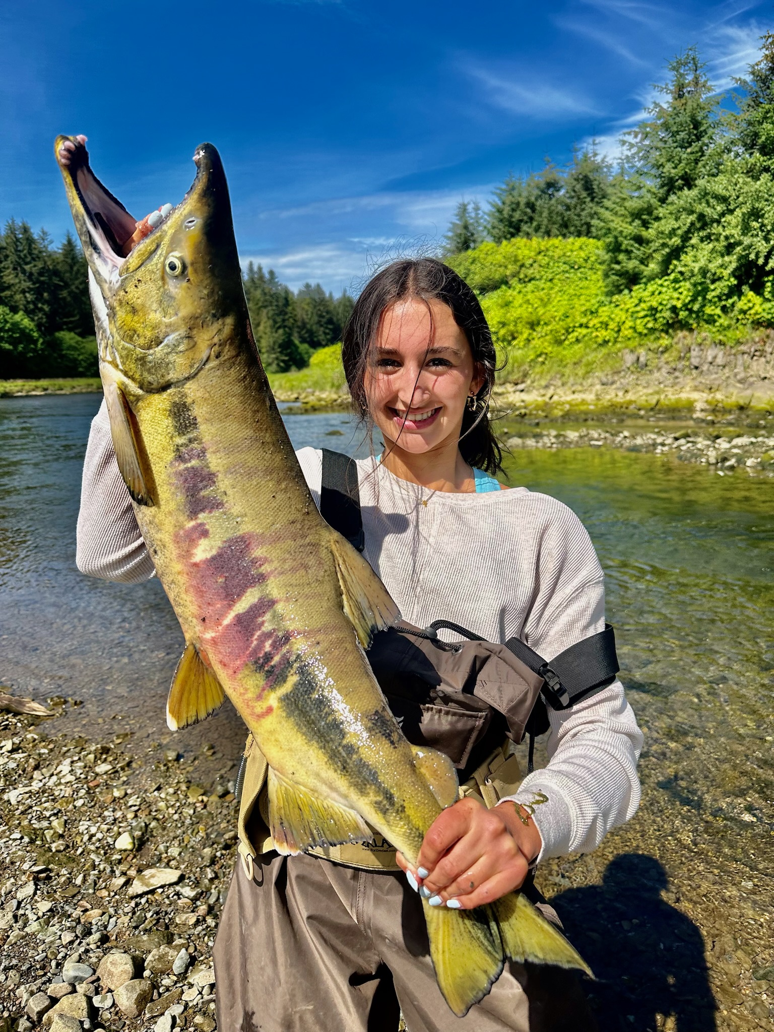 Chum Salmon